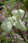 Slimleaf pawpaw